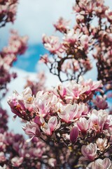 spring floral wallpaper with magnolia flowers
