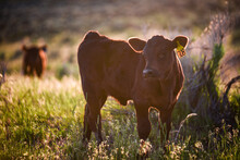 Black Angus Calf At Sunset In The Pasture
