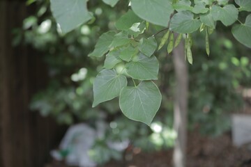 Tree leaves in a forest