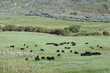Black Cows grazing in the country pasture