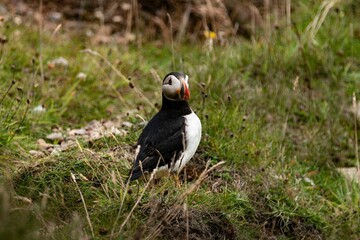 Sticker - Beautiful shot of an Atlantic puffin