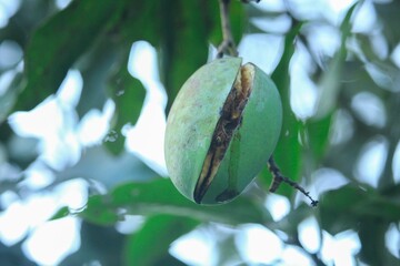 Wall Mural - A raw mango burst while in the tree