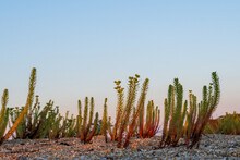 Euphorbia Paralias Plant (sea Spurge). Orange And Green Plant Growing On Beach Sand. Selective Focus VFloodplain Forest Igneada National Park Turkey. Igneada, Iğneada District Kirklareli City Turkey