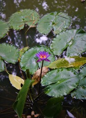 Poster - Beautiful shot of a violet lotus