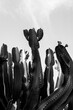 Kaktus Natur Hintergrund Schwarz Weiß