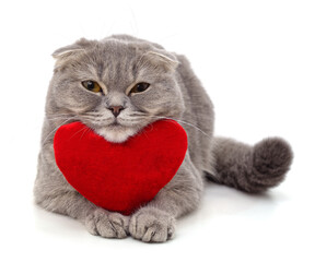 Canvas Print - Gray kitten and red heart.