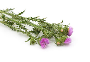 Sticker - Beautiful flowering thistles.