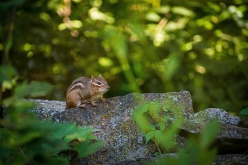 Poster - Selective focus shot of a cute chipmunk sitting on a rock