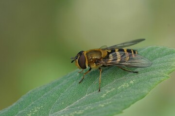 Canvas Print - Detailed closeup on a Common banded hoverfly , Syrphus ribesii, 