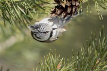 Close-up Shot Of A European Crested Tit Holding On To A Pine Cone With A Seed In A Beak