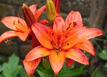 Closeup Of Orange Lily Flowers In A Garden