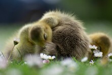 Closeup Shot Of Little Duckling Sleeping On Ground With Growing Flowers