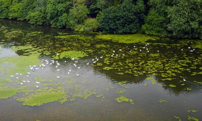 Poster - Many white swans swim in the grassy lake on the shore of which are dense trees