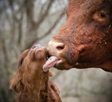 Closeup Of A Mother Cow Showing Love To Its Baby Calf