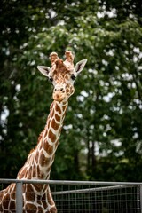 Canvas Print - Vertical shot of a common giraffe standing in the cage on a background of trees