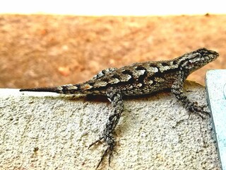 Poster - Beautiful shot of an grey lizzard