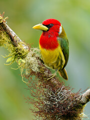red-headed barbet - eubucco bourcierii colorful bird in the family capitonidae, found in humid highl