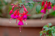 Selective focus of Fuchsia magellanica, Purple pink flower in the garden, Hummingbird or hardy fuchsia is a species of flowering plant in the family Evening Primrose family, Nature floral background.