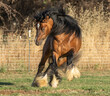 gypsy vanner horse frisky in paddock