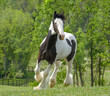 Gypsy Vanner Horse colt in pasture
