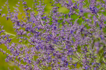 Selective focus blue spire flowers in the garden with sunlight, Salvia yangii or Perovskia atriplicifolia is a flowering herbaceous perennial plant and subshrub, Nature floral pattern background.