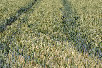 Wall Mural - Selective focus of grain on the field with tractor tracks, Triticum aestivum common bread wheat, Young ears of green rye in the farm in spring, Agriculture industry in countryside, Nature background.