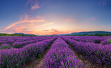 Fototapeta Lawenda - Lavender flower blooming fields in endless rows. Sunset shot.