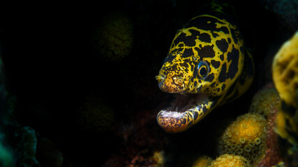 Wall Mural - A Chain Moray Eel In Curacao