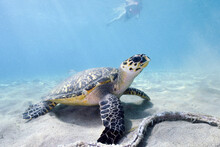 A Snorkeler Approaches A Hawksbill Turtle In Curacao