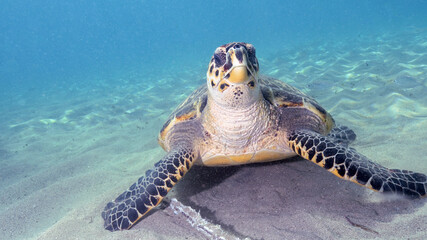 Wall Mural - A Hawksbill Turtle Resting on The Bottom of the Ocean in Curacao