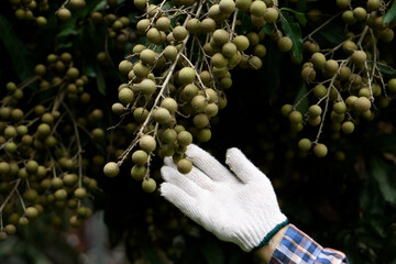 Wall Mural - Closeup farmer's hand is picking longan fruits in orchard.  Concept : organic and export agriculture crops in Thailand. Seasonal fruits that can be eaten as fresh, dessert , baked or processed food.