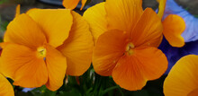 California Golden Violet In A Flowerbox In Edinburgh