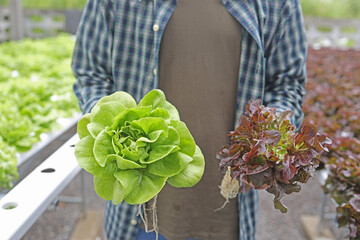 Wall Mural - Close up hand farmer holding vegetable on white background in hydroponic garden during morning time food background concept with copy space