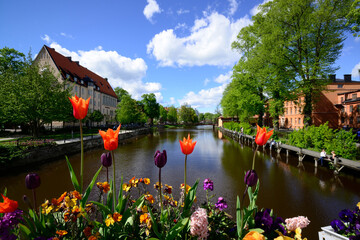 Springtime Swedish Tulips in Uppsaka