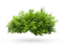 Tropical Plant Flower Bush Shrub Tree Isolated On White Background With Clipping Path