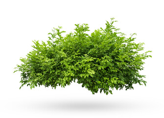 tropical plant flower bush shrub tree isolated on white background with clipping path