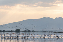 Flock Of White Pelicans Resting In A Lagoon Of Calm Waters With A Mountain Raising In The Background.