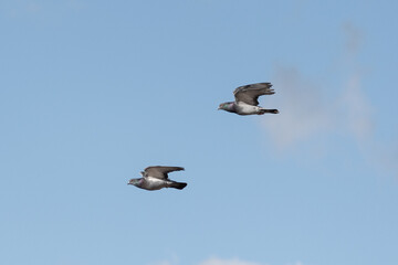 Two pigeons flying together and synchronously in the blue sky.