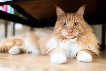 Portrait Of A Maine Coon Cat Lying Under A Chair. Front View.