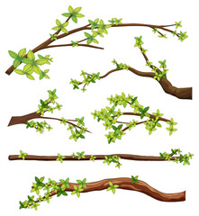 Wall Mural - set of different tree branches isolated