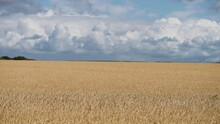 Golden Yellow Wheat Fields Under The Cloudy Blue Sky. Slow-motion, Pan Follow.