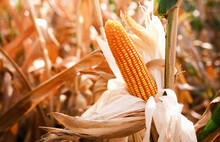 Close-up Ripe Corn On Stalks For Harvest In Agricultural Cultivated Field