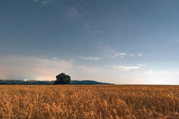 Wall Mural - old oak tree in a wheat field at night