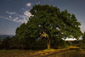 Wall Mural - old oak tree at night