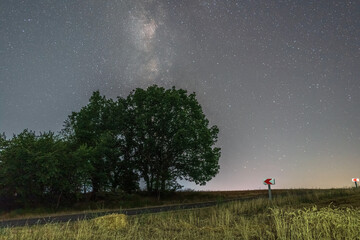 Wall Mural - old oak tree at night