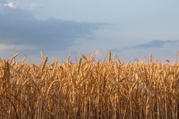 Golden wheat field at sunset. Ears of ripe yellow wheat against a bright stormy sky. Wheat in the wind. Golden hour. Copy space. Summer landscape	