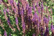 Salbei - Büten-Salbei - Salvia nemorosa - Blaukönigin 3