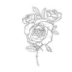 Wall Mural - Roses Line art