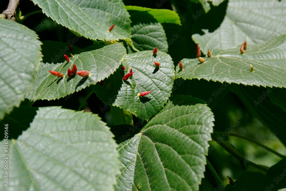Mature nail galls on a lime leaf. Eriophyes tiliae. Mite that forms the ...