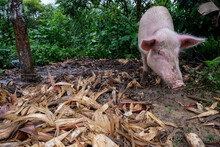 Cerdo, Tesoro Chiquito, La Taña, Franja Transversal Del Norte , Departamento De  Quiché,  Guatemala